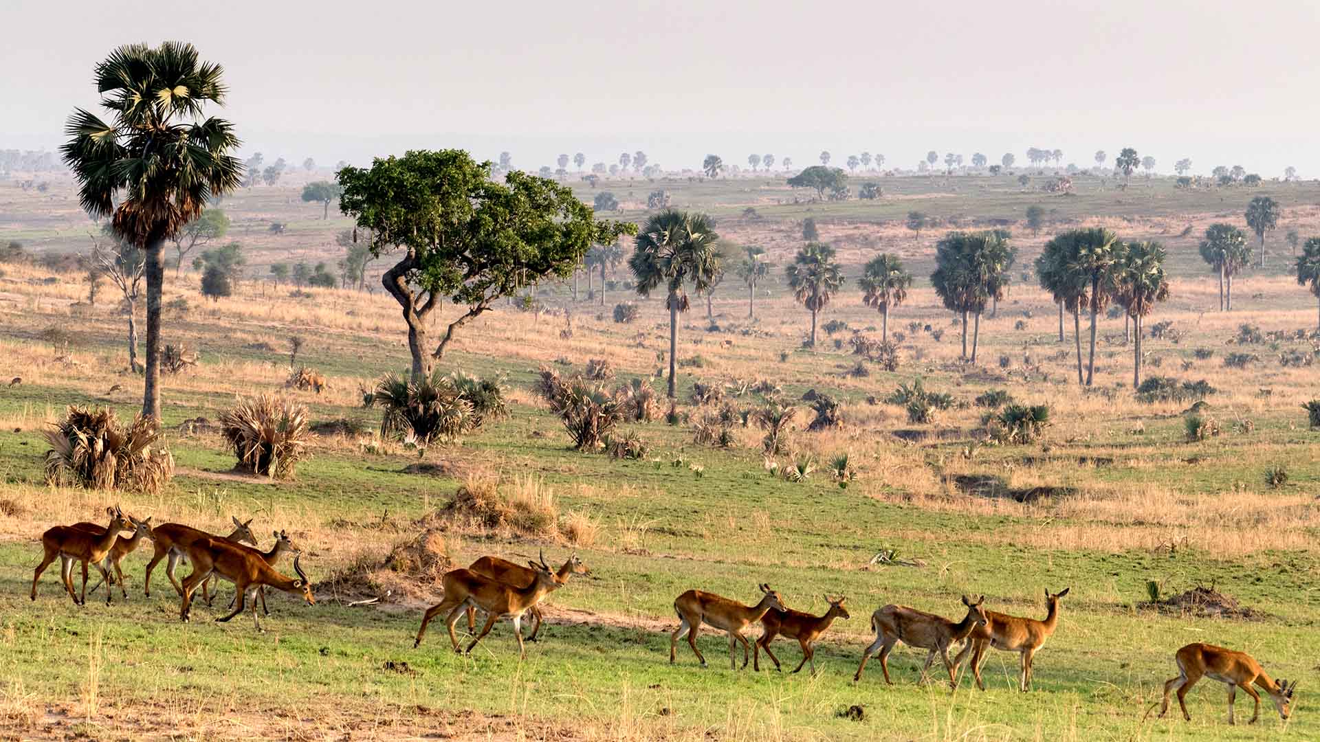9 Days / 8 NIGHTS Rwanda – Uganda safaris