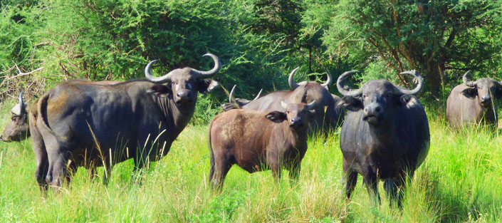 2DAYS AKAGERA NATIONAL PARK