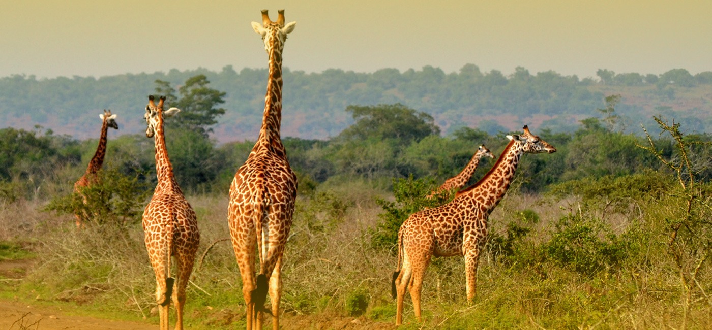 Very early morning, pick up from your hotel where you will be and drive to Akagera national park with snacks enroute, enjoy the rest of the day while doing the game drive starting from the Northern to the Southern part while visiting different mammals (giraffes, zebras, buffaloes, water bucks, warthogs and so much more), birds species and more wildlife, arrive in the southern part, overnight at Akagera Game lodge (based on a room with twin beds, self contained room with hot shower and internet included).