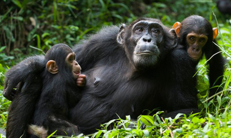 Your 7 days’ Rwanda experiential safari is one of our most magical and most like safari as it gives a great encounter of the land of the a thousand hills. The safari will give you a great chance to do a canopy walk and chimpanzee trekking at Nyungwe National Park, a boat ride and visit different islands in the Kivu Lake, gorilla trekking and experience of the Rwanda culture as you sum up your safari with us.