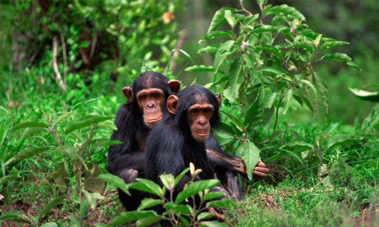 7 DAYS - 6 NIGHTS RWANDA EXPERIENCE SAFARI