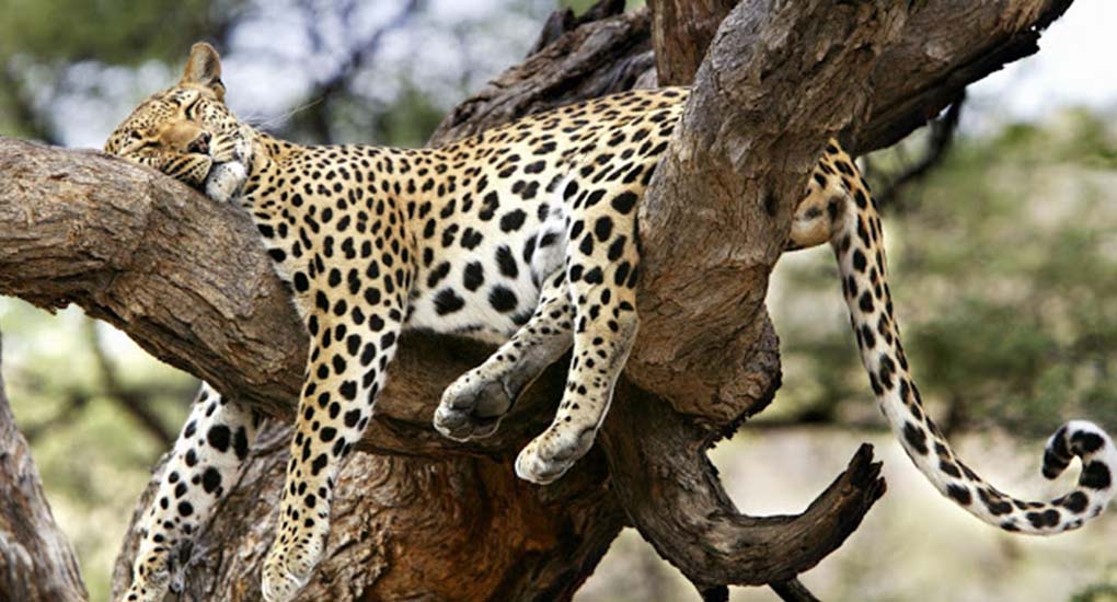 18-Days&17-Nights/UGANDA-WILDLIFE