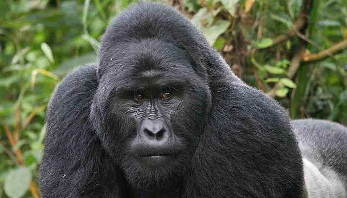 This Safari Package Starts and Ends in Kigali Rwanda, during this tour you will experience what Africa is all about with nature and species. Some types of Birds and Primates like the famous Low land Gorillasand Chimpanzees, explore Congolese culture, visit the Scientific Research Center and the biggest library in central Africa; you will do them in Kahuzi Biega national park.