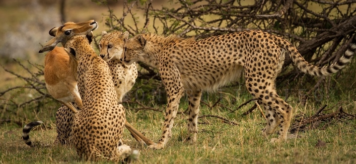 By visiting Queen Elizabeth conservation area, you will be in viewing more hippos and crocodiles which are abundant; you will see elephants, buffaloes, water bucks and a variety of birds, ducks, bee eaters, fish eagles. The different chimpanzee families who share the same DNA with man, boat cruise along the Kazinga channel, the scenery along the crater at the foothills of mount Rwenzori, tree climbing lions in ishashas section of Queen Elizabeth national park.

This 16 day experience will provide you with remarkable impact in a lifetime as these cuts across Uganda’s attractive savannah National park of Murchison fall, Queen Elizabeth, valley, Lake Mburo, Bwindi impenetrable