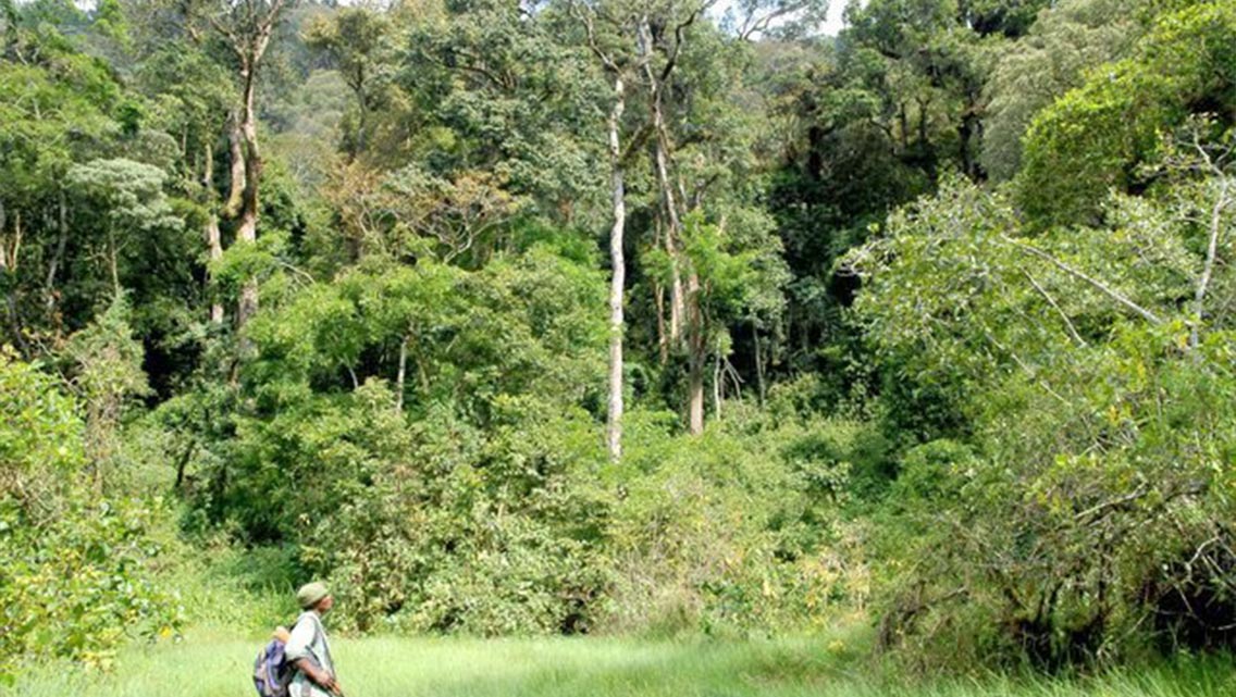EASTERN LOWLAND GORILLA TREK