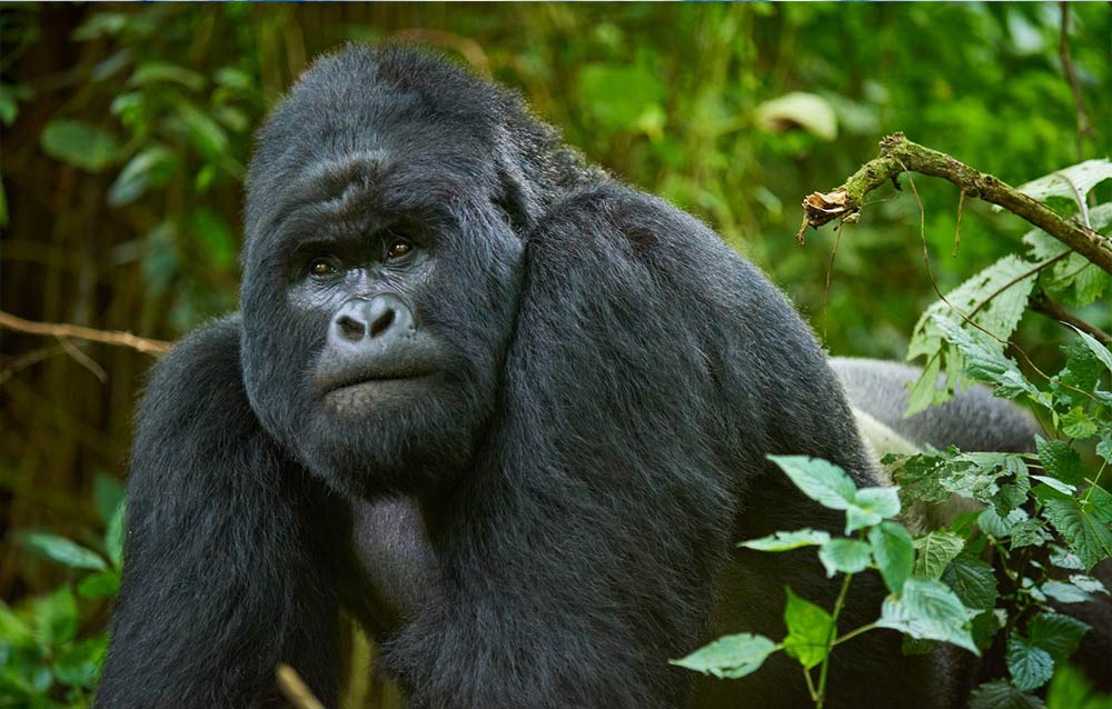 3 DAY- VIRUNGA NP