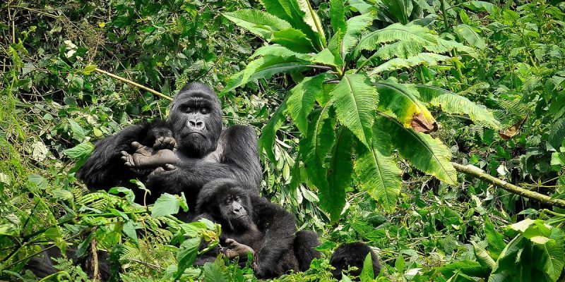 4 DAYS - MOUNTAIN GORILLA TREkKING IN RWANDA