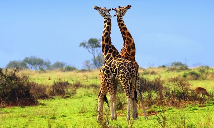 9 Days / 8 NIGHTS Rwanda – Uganda safaris