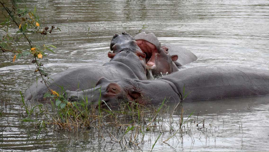 11 DAY EPIC UGANDA, RWANDA  & BURUNDI SAFARI ADVENTURE