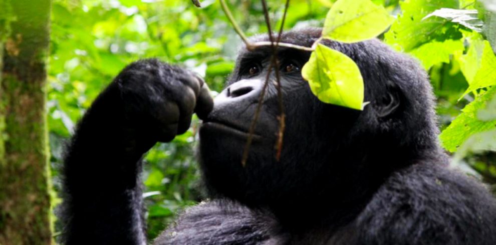 Gorilla trek in Virunga Park