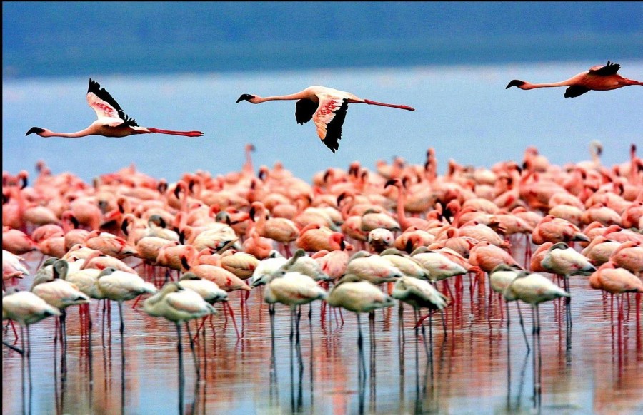 9 DAYS-SERENGETI-TARANGIRE-NGORONGORO NATIONAL PARKS