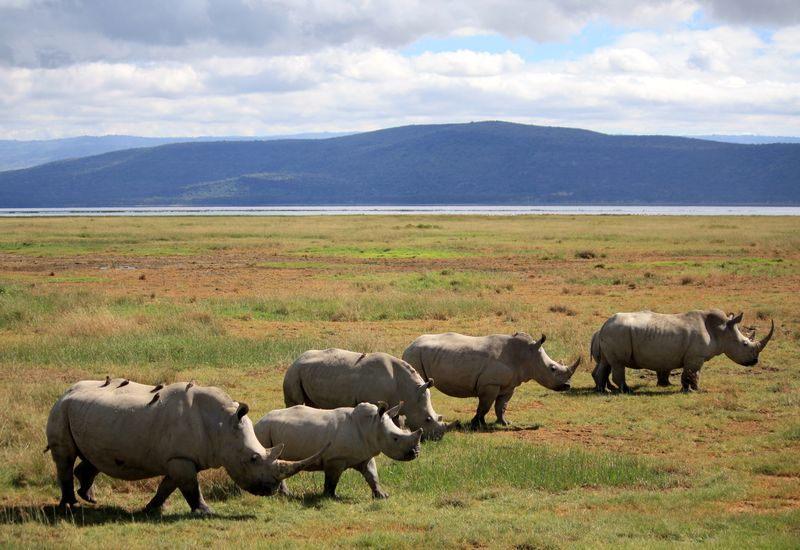 7DAYS MAASAI MARA/LAKE NAKURU/AMBOSELI NATIONAL PARK  ADVENTURE (Budget)+2NIGHTS NAIROBI ACCOMMODATION.