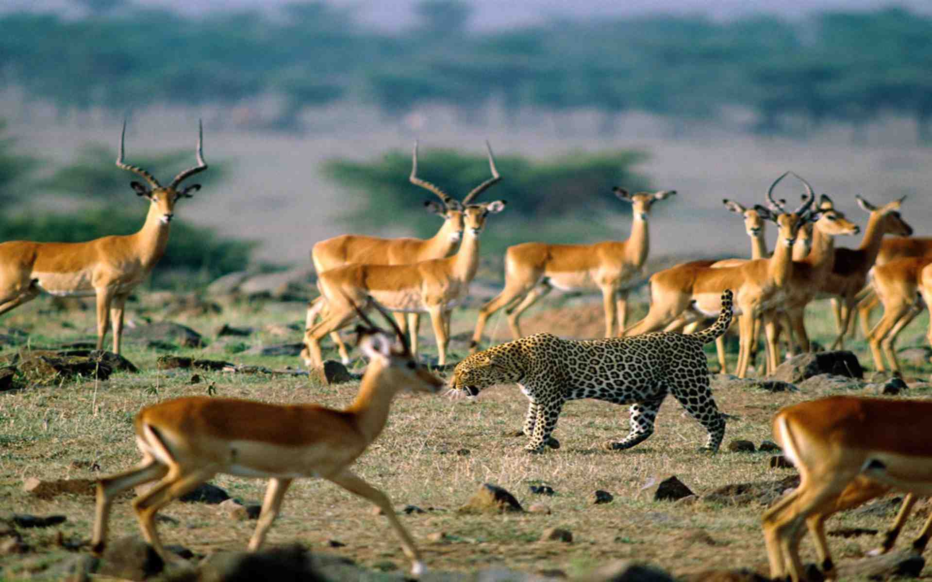 8-DAYS WILDLIFE CAMPING-TANZANIA
