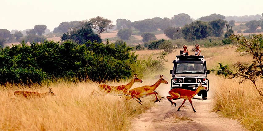Your 9 days’ safari will give you a great experience to explore both Uganda and Rwanda visiting two national parks in each country. You will have a great experience to see a number of wildlife and bird species at Lake Mburo NP through a game drive and boat cruise, and the encounter the forest giants at Bwindi Impenetrable NP for the trekking experience known for having a half of the remaining gorillas in the world.  You will later be transferred to Rwanda known to be a land of rolling a thousand hills, by visiting the Volcanoes NP for the golden monkey trekking experience, and community encounter t give an exposure of the Rwanda culture, and later wind up your safari with a visit to the Nyungwe NP known for having over 13 primates species with either nature walk in search for the chimps or head for a canopy walk which gives you a cool forest breath with a view of a number f primates and bird species.