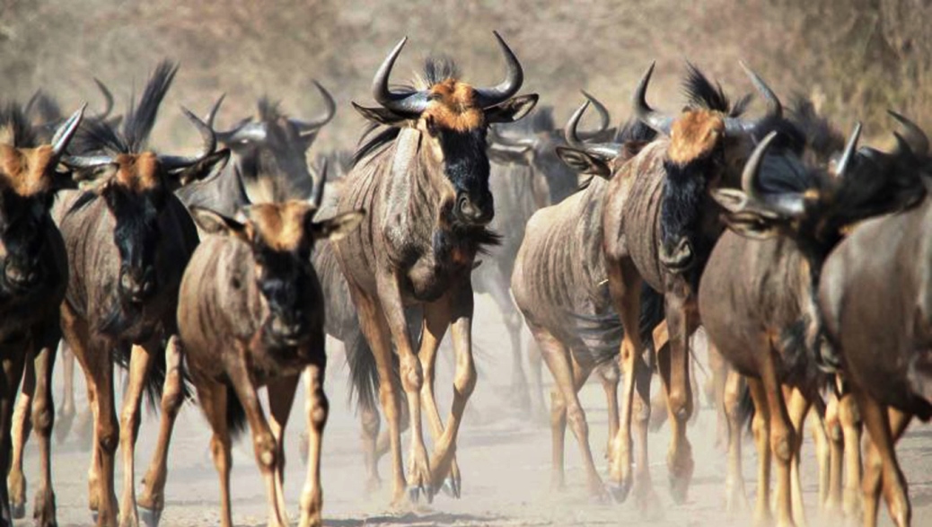 7-DAYS MAASAI MARA/LAKE NAKURU/AMBOSELI NATIONAL PARK (LUXURIOUS LODGES) +2NIGHTS